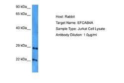 EFCAB4A Antibody, Novus Biologicals 100 &mu;L; Unconjugated:Antibodies,